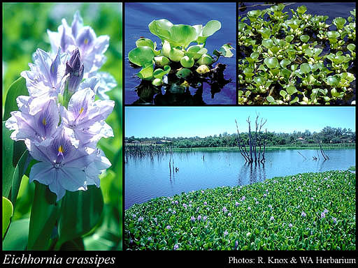  سندريلا عالم النبات Eichhornia crassipes 49a27fc2b04f3